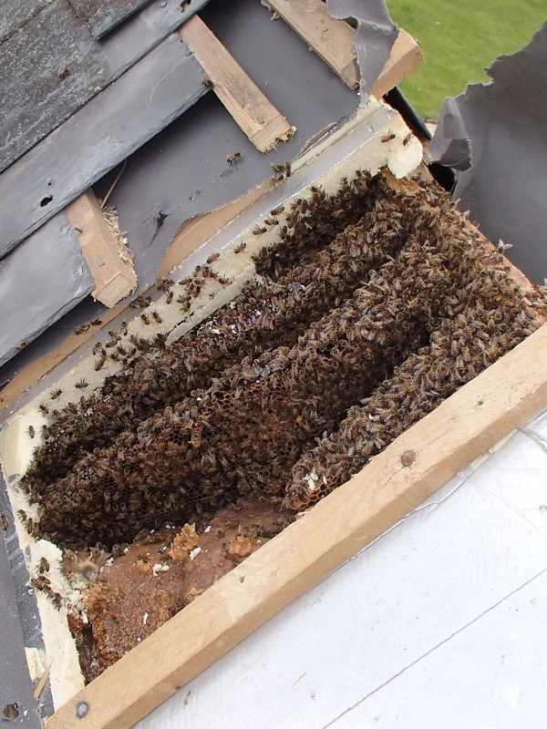 honey bee nest removal - roof & wall cavity - Bruton, Somerset